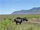 Authentic Working Cattle Ranch Made 1284 Acres