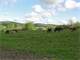 Beautiful Home and Horse Farm