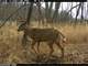 Deer Hunting Property for Sale Portage Wisconsin