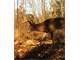 Gorgeous Acreage with Heavy Deer Wild Life Even Eagles Ponds and More