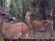 Great Hunting Property. Great Whitetail Osceola Turkey Black Bear Hunt