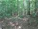 Hunting Land or Great for a Homestead