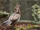 Jefferson County Pa- Hunting Fishing Recreation. 320 Acres with Camp