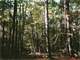 Macon County GA Hunting Land for Sale. Well Septic Tank and Power.Creek