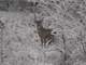 Many Different Hunting Sites 300 Acres