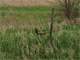 Pheasant and Deer Hunting ON 240 Acres in Ford County Illinois