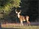 Several Hunting Leases Available This Year in Kosciusko Whitley Cnty In