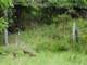 The Best Hunting Property for Sale in Wmu in Steuben County Ny