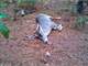 Timber Hunting Investment Potential Land Auctions