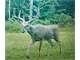 Land in Big Buck Territory Waupaca County WI Photo 17