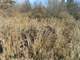 Vacant Land Sawyer County Dead End Road Photo 7