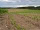 160 Acres Tillable and Hunting Land in Westfield WI