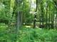 Beautiful Acres with Lots Mature Woodlands Photo 12