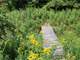 Gorgeous Acres in Northern Midland County with a Rustic Cabin Photo 15