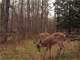 Beautiful Rolling Acres in Clare County MI Photo 9