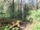 Wooded Buildable 4.49 Acres Adjacent 250 Acresdnr Land Photo 18