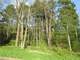 Wooded Buildable 4.49 Acres Adjacent 250 Acresdnr Land Photo 4