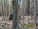 Tillable and Timber Land for Sale Richland Cosauk CO in WI Photo 9