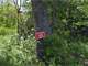 Rural 5 Acre Parcel North Wisconsin Dells Photo 11