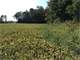 Hunting Land Near Oconomowoc in Jefferson County WI Photo 10