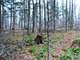 Building and Hunting Wooded Acre Parcel in Marathon County WI Photo 5