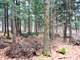 Building and Hunting Wooded Acre Parcel in Marathon County WI Photo 6