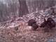 Disney World Hunting Camps in Southwestern Wisconsin Photo 2