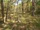 Affordable Hunting Land for Sale in Adams County WI Photo 11
