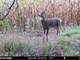 Acres Hunting Land in Columbia County WI Photo 18