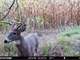 Acres Hunting Land in Columbia County WI Photo 1