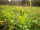 Acres Hunting Land in Columbia County WI Photo 7