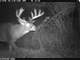 Whitetail Wonderland for Sale in Southwestern Wisconsin Photo 14