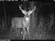 Whitetail Wonderland for Sale in Southwestern Wisconsin Photo 1