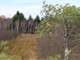 Great Hunting Land with Building Possibilities Clark County WI Photo 11