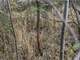 Great Hunting Land with Building Possibilities Clark County WI Photo 8