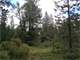 302 Acres Timber Alta CA Photo 6