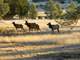 Webb Pinon Draw Ranch Land Auction Photo 2