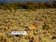 Mule Deer - Elk Hunter Dream Private Mountain Ranch Owner Financing or Cash Photo 12