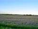 Cloud County Kansas Farmland Auction Photo 8