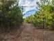 Timber Farm and Hunting Land in Pittsburg County TX for Sale Photo 15