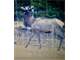 Forested Colorado Hunting Property in San Luis Valley Photo 3