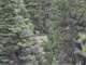 Forested Colorado Hunting Property in San Luis Valley Photo 8