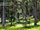 Owner Financing - Colorado Hunting Its Finest- Treed Alpine in the Rockies Photo 7