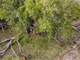 Hunting Land for Sale in Dublin TX Photo 10