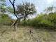Hunting Land for Sale in Dublin TX Photo 13