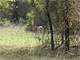 Hunting Land for Sale in Dublin TX Photo 7