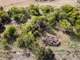 Hunting Land for Sale in Dublin TX Photo 9