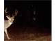 East Texas Hunting Paradise with Live Water Photo 15