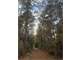 Unrestricted 47.5 Acres Newton County Paradise Photo 4