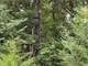 Whitetail Paradise in Northwest Missouri for Sale Photo 20